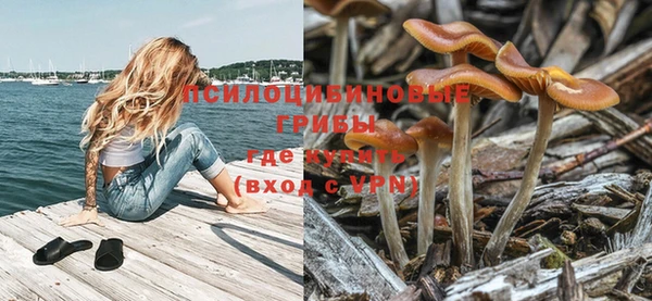 крисы Магадан